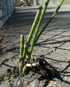 horsetail busting throught the pavement